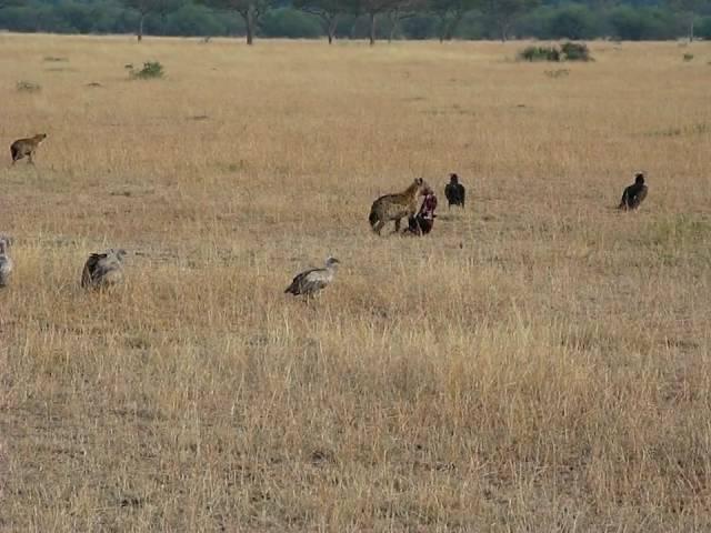 Down the Food Chain-Scavengers of the Serengeti Salivating Over the Kill