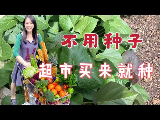 10 kinds of vegetables from supermarket can be regrown, don't need seeds