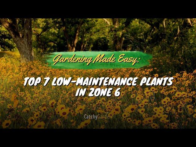 Gardening Made Easy: Top 7 Picks for Low Maintenance Plants in Zone 6 