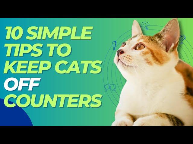  10 Simple Tips To Keep Cats Off Counters 