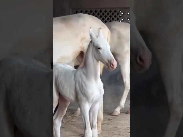 Say MashaAllah ️ #pakistan #love #horselove #traveltopakistan #song #rawalpindi