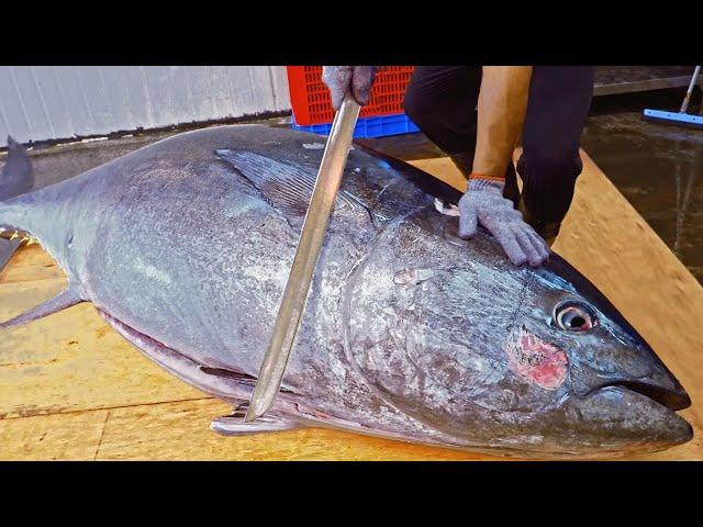 World's Sharpest Tuna Knife！Amazing Giant bluefin tuna cutting Master / 驚人的！巨大黑鮪魚切割技巧, 黑鮪魚大腹-Sashimi