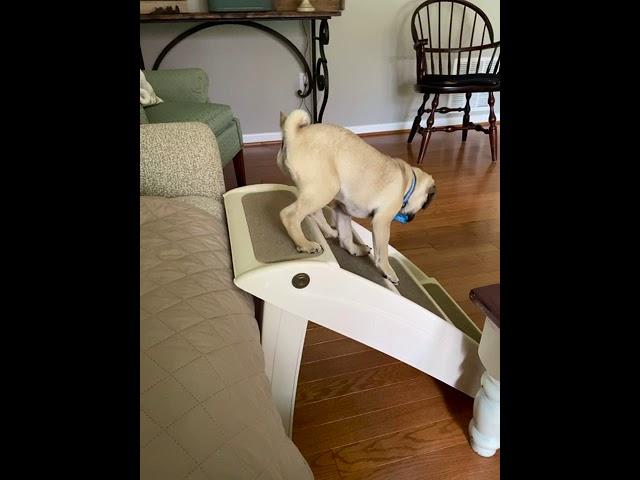 Jello the Pug Thinks Stairs are Scary!