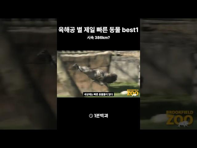 육해공 별 제일 빠른 동물.1분백과