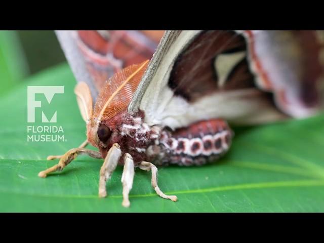 Butterfly Rainforest Moment: Atlas Moth