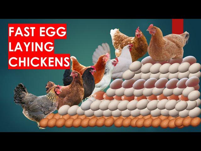 27 Fast Egg Laying Chicken Breeds to Make you Rich