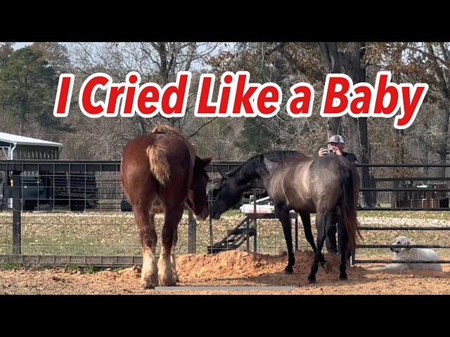 Crazy Filly Rita Meets Roman The Belgian Draft. Giant Emotions