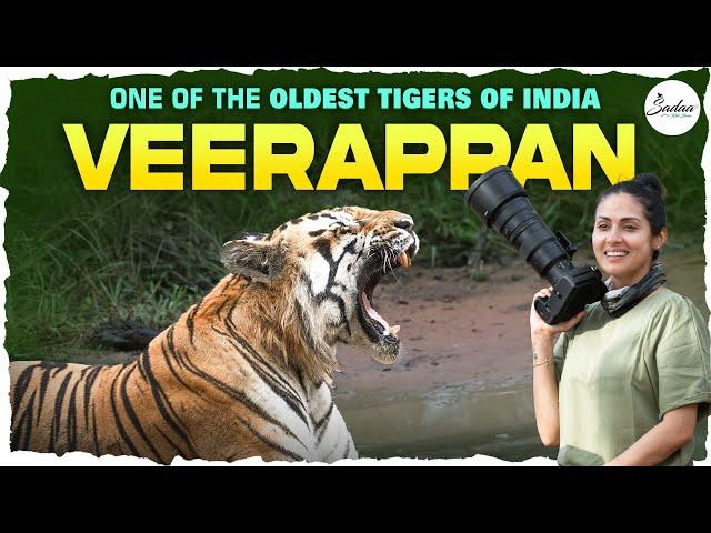 My Encounter With One Of The OLDEST TIGERS Of India, VERAPPAN  From Tadoba | 4K | Sadaa Wild Stories