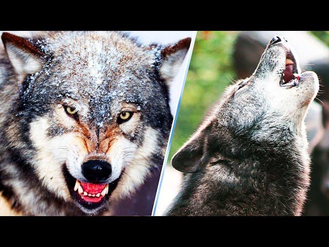 20 Amazing Facts About Gray Wolves