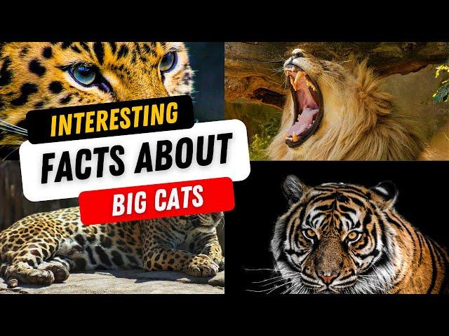 Interesting Facts About Big Cats