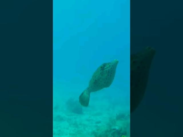 Filefish at Coffins Patch