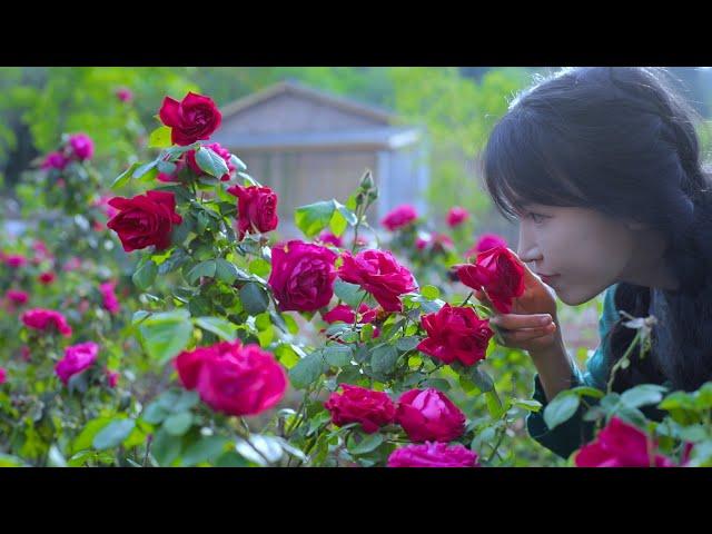 The life of roses. | Rose is a treasure flower: Beautiful, eatable, and full of love.丨Liziqi Channel