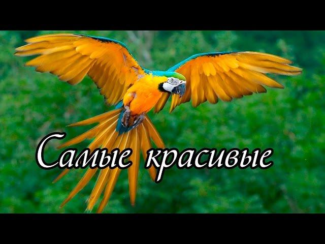 Самые красивые птицы мира