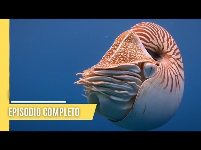 La fascinante vida de los cefalópodos: Pulpos, calamares, sepias y nautilos | Episodio Completo