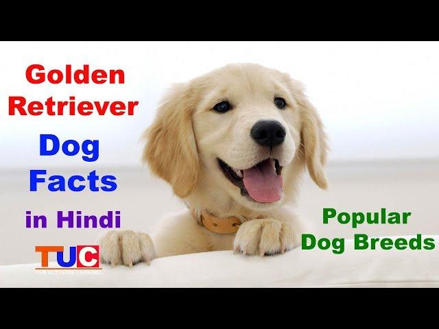 Golden Retriever Dog facts In Hindi : Popular Dog breeds : The Ultimate Channel