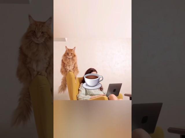 Naps now proudly powered by ️ #funny #dog #coffee #espresso #cat #furry #pets #love #viralvideo