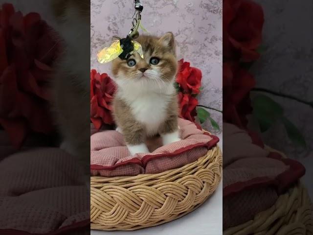 Buddy British Shorthair Male