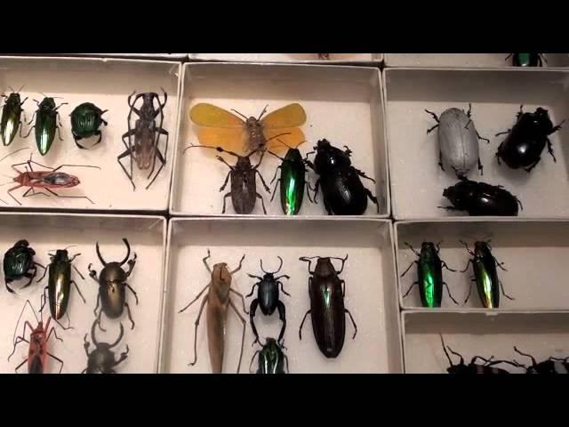 EXOTIC BUTTERFLIES OF THE WORLD; BEETLES, WALKING STICKS AMD MOTH COLLECTION