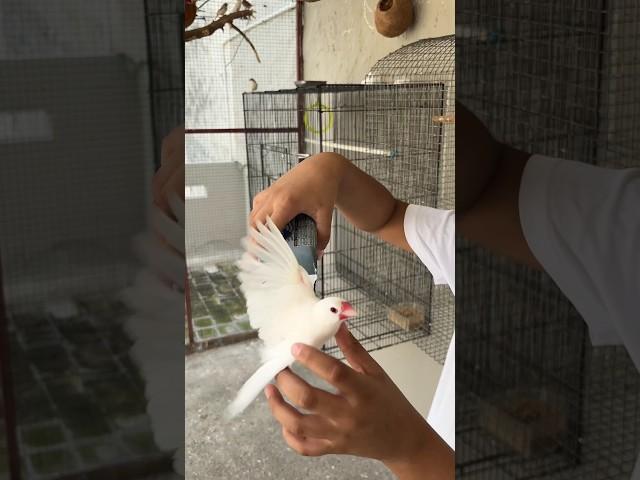 Bought a new Bird for our Master Cage Bird Aviary #finch #javasparrow #cockatiel #birds