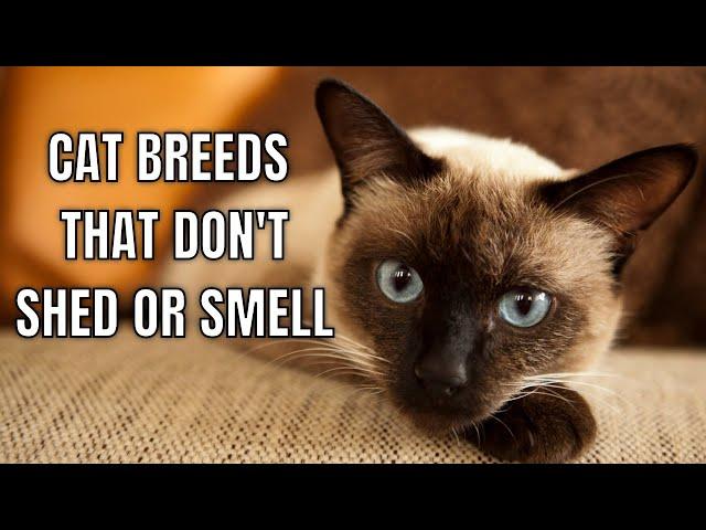 10 Cat Breeds That Don't Smell Or Shed