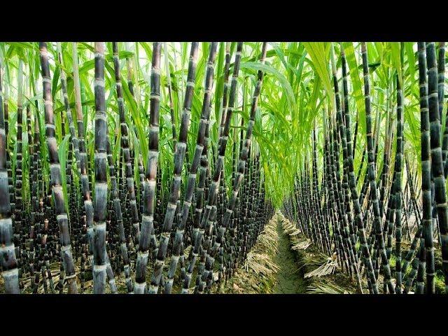 Agriculture Technology -  SugarCane Cultivation - SugarCane Farming and Harvesting, processing