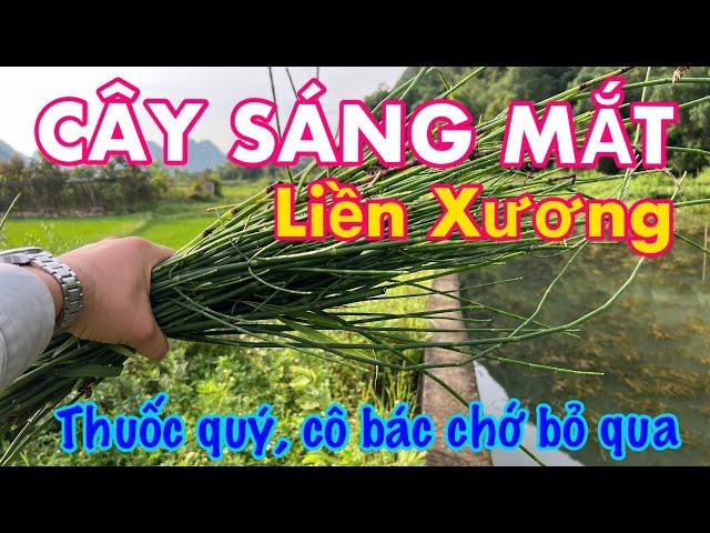 Cây LIỀN XƯƠNG - SÁNG MẮT Rất Hay, Thuốc Quý Nhưng Chú Ý Cách Thu Hái | CTVC