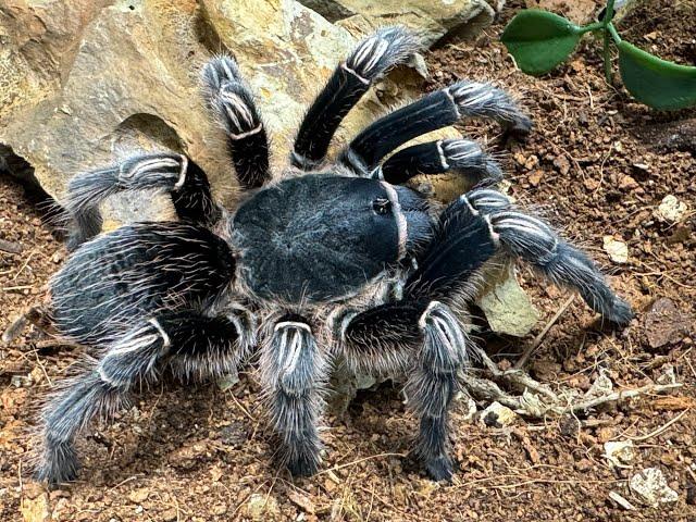 Aphonopelma seemanni, Costa Rican Zebra Tarantula  rehouse and care