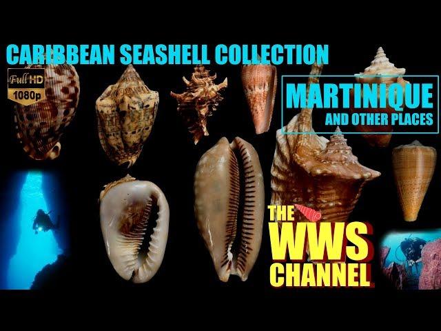 Caribbean Sea shells : Martinique & Lesser Antilles (2nd version)