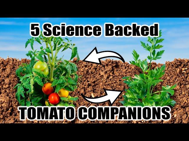 5 companion plants for tomatoes