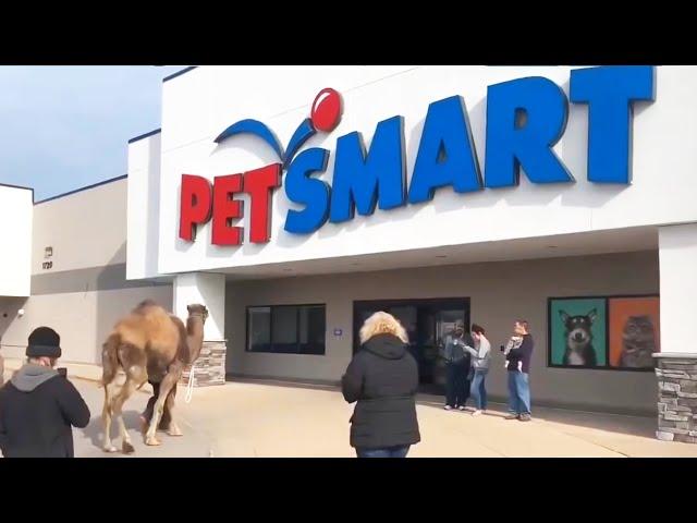 Taking a Camel to the Store