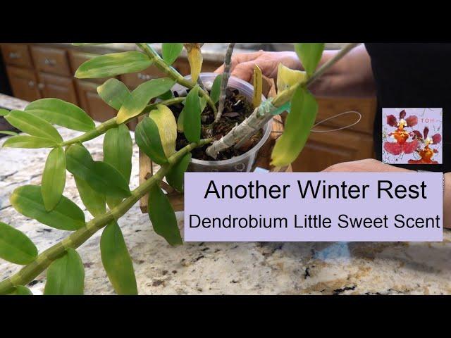 Another Orchid Winter Rest | Dendrobium Little Sweet Scent | Orchid Care for Dendrobium Winter Rest