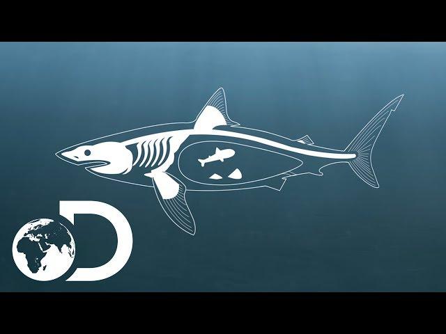 How Do Sharks Mate? | Shark Week 2017 | INFO BITES