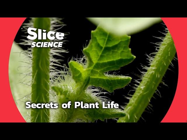 The Hidden World of Plants: Survival & Evolution | SLICE SCIENCE | FULL DOC