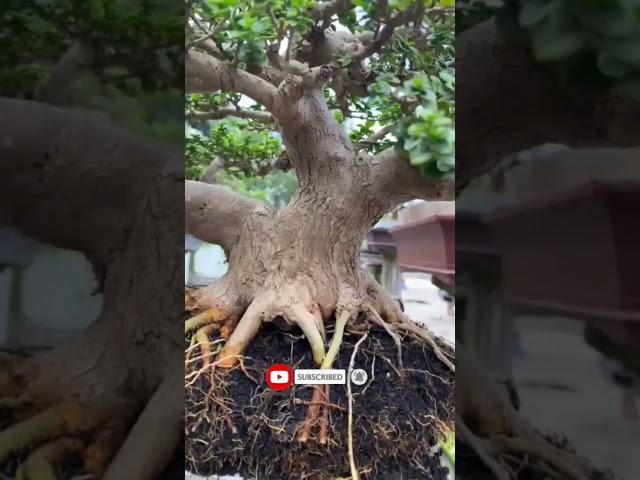 BONSAI SANCANG SMALL GANTI SEPATU #shorts