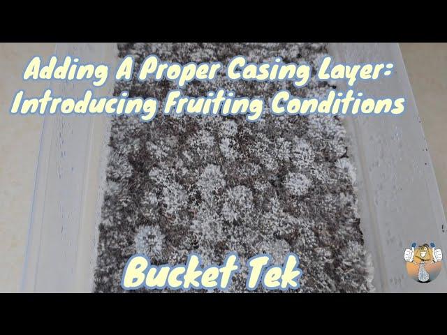 Adding A Proper Casing Layer: Introducing Fruiting Conditions (Bucket Tek) #mycology #mushroom