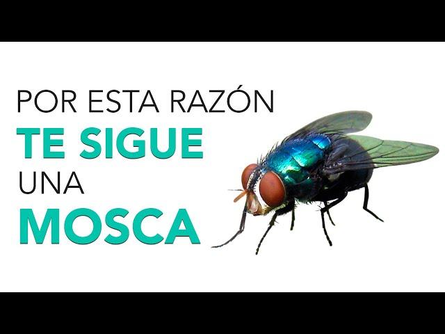 Significado de que UNA MOSCA TE SIGA 🪰¡ESTE ES EL MENSAJE!