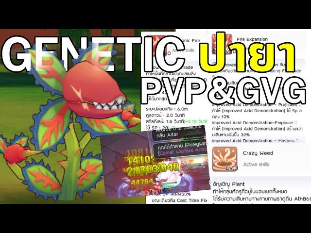 ROM | ไกด์ Genetic สายปายา PVP&GVG รูน+สกิล