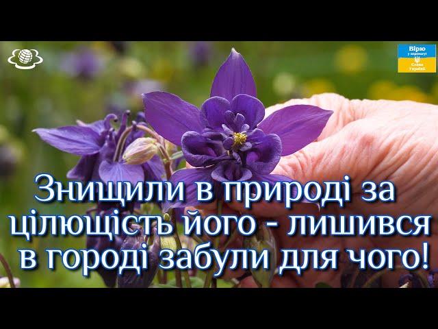 Знищили в природі за цілющість його - лишився в городі забули для чого!