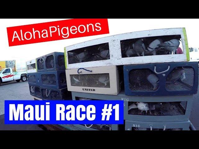 Homing Racing Pigeon 1st Race 2017 Young Bird Season