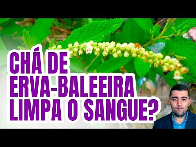 Impressionantes efitos do chá de erva-baleeira: acabe rápido com veias entupidas e a má circulação