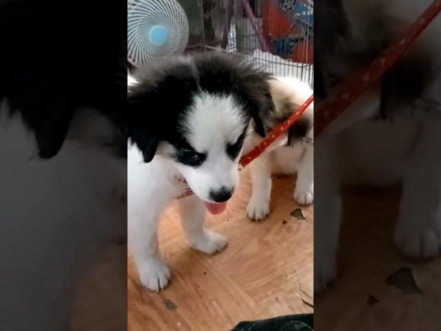 #cutepuppies #cutedog