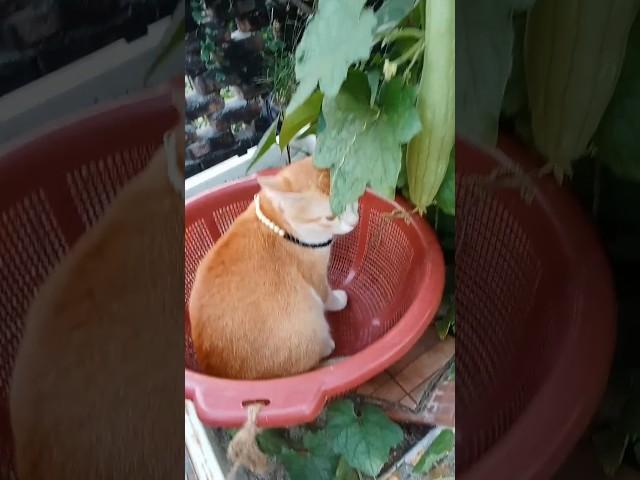 Mashallah, Cute cat helps its owner to collect vegetables #meow #cat #catplays #catlover #vegetables