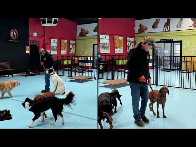 Adam and Lucy time away at Alpha Canine Professional dog Training