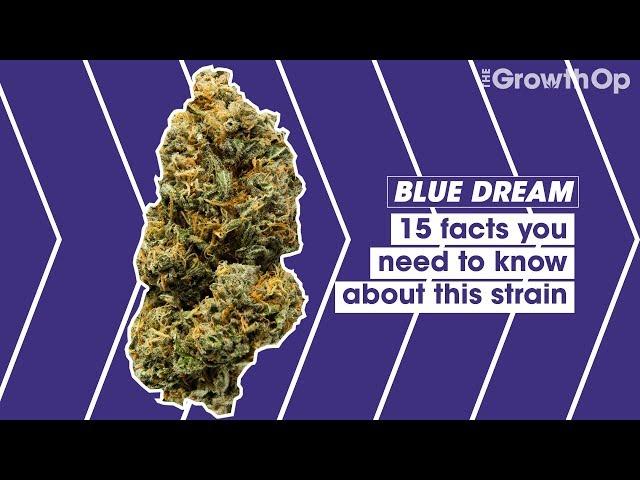 15 facts you need to know about Blue Dream | Strain Facts