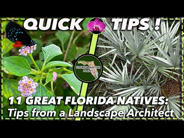 CREATE A RESILIENT FLORIDA GARDEN WITH NATIVE PLANTS: Advice from a Landscape Architect (ZONES 8-11)