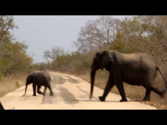 Elephants KNP