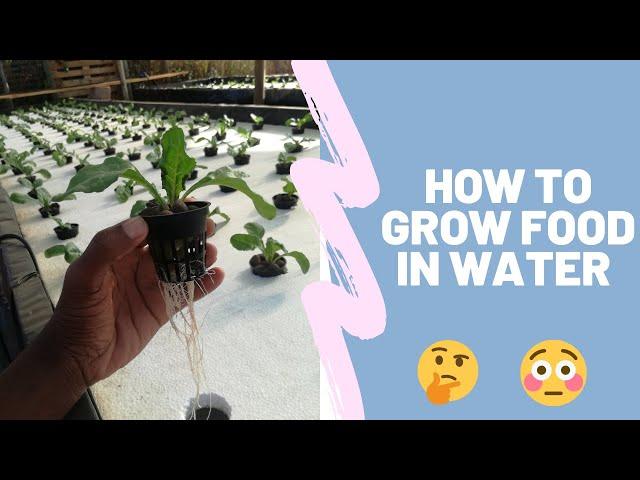 Hydroponic gardening - grow food faster without soil