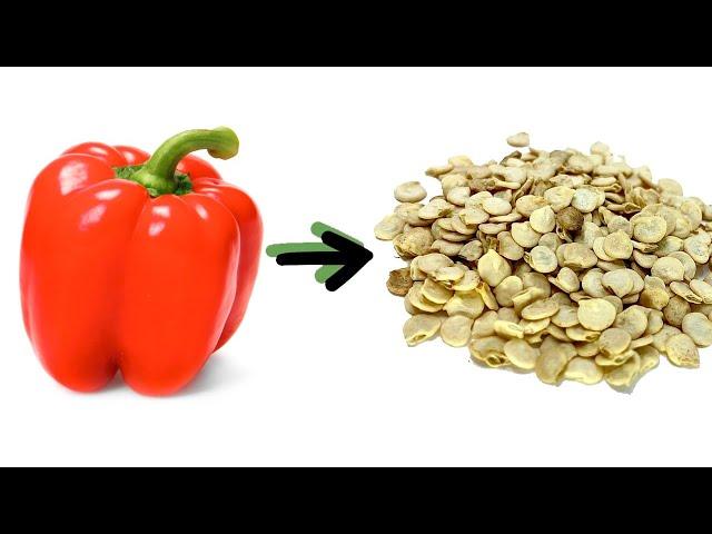 Harvesting Pepper Seeds - how to MAXIMIZE germination rates