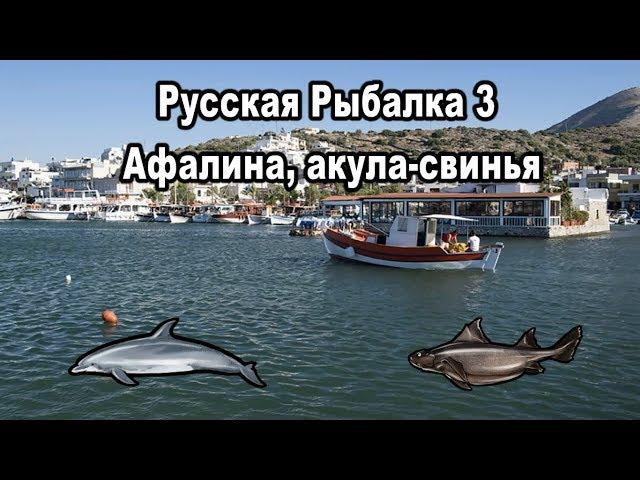 РР3 (Russian Fishing). Афалина. Акула-свинья. Королевская коллекция.