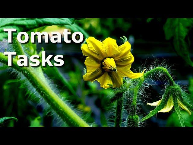 Tomato Plant Maintenance at Deep South Texas